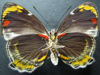 Adult Male Under of Jezebel Nymph - Mynes geoffroyi guerini